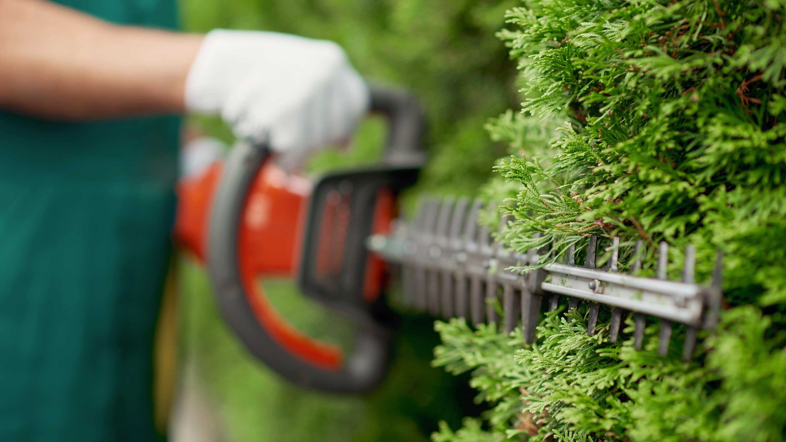 Gardener trimming green hedge with an orange electric hedge trimmer.