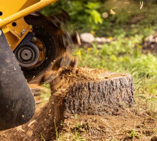 Close-up of a stump grinder machine grinding down a tree stump in a grassy area